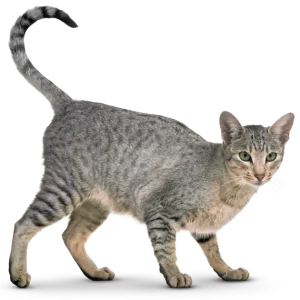 ReptiCave Hideout Log