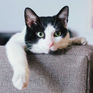 CanineActive Cooling Vest