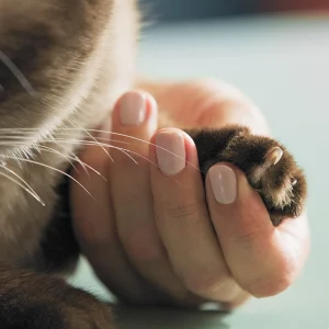 AquaVet Digital pH Meter