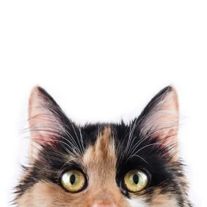 PawSecure Anti-Slip Socks